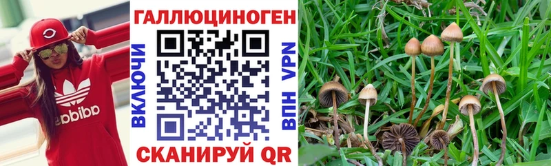 Галлюциногенные грибы Cubensis  наркотики  Сальск 